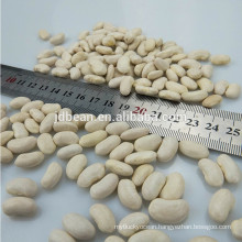 Best Selling Chinese Small white kidney beans Long Shape 2017